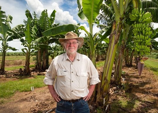 20 years in the making: Australian food safety body approves GM banana resistant to deadly disease
