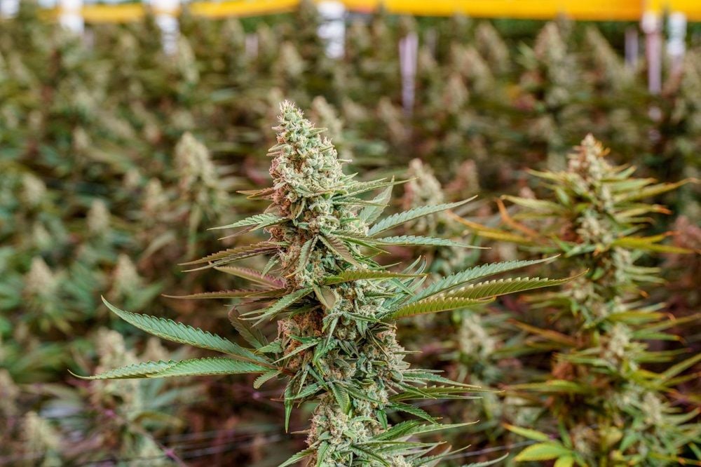 Going concerns notices raised for ASX cannabis players Cann Group and Althea