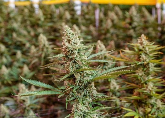 Going concerns notices raised for ASX cannabis players Cann Group and Althea