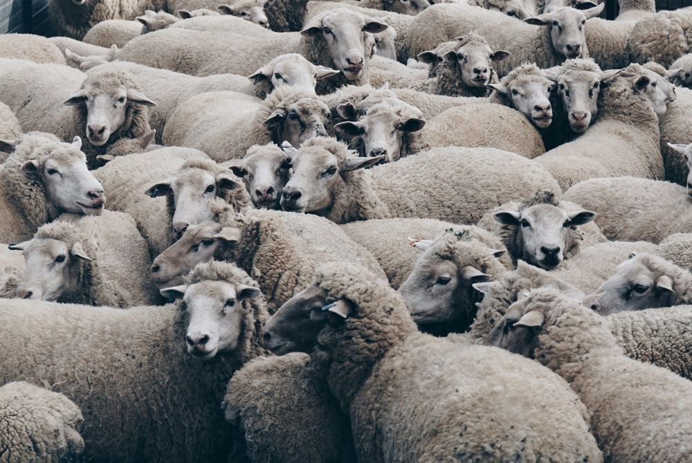 Elders shares slashed as first-half earnings hit by a failed El Niño and lower farm prices