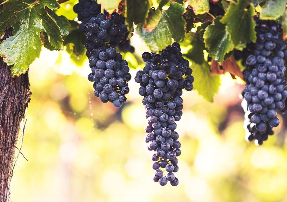 China has removed tariffs on Aussie wine, but re-establishing ourselves in the market won't be easy