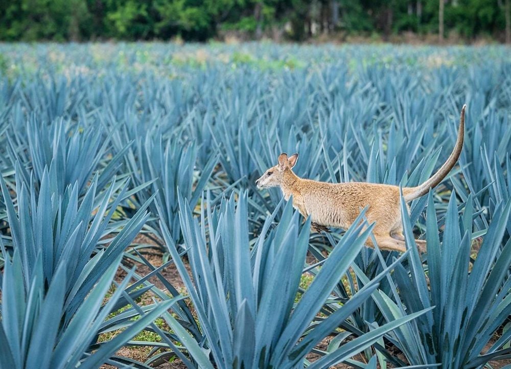 Demand outstrips supply for Top Shelf's agave spirit Act of Treason