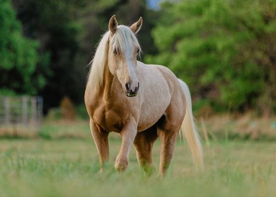 Australian horse gut health pioneer Poseidon enters US market
