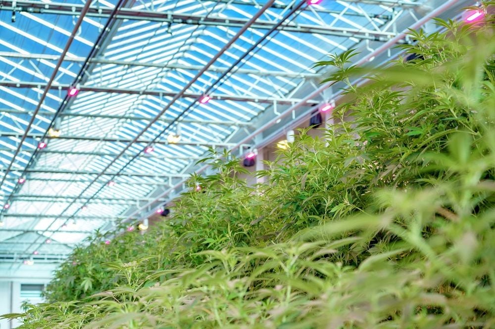 Cann Group secures funding for next 12 months with $5m lifeline