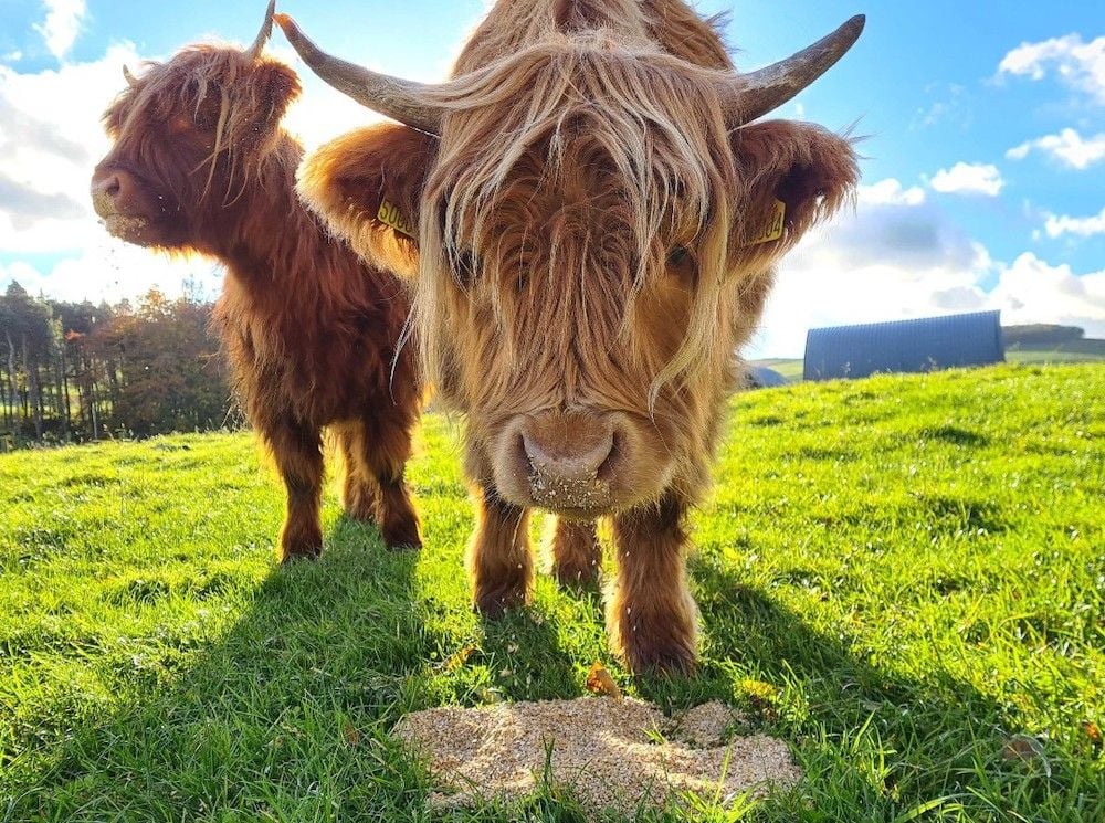 Ahead of the herd: Livestock management platform AgriWebb raises $11 million