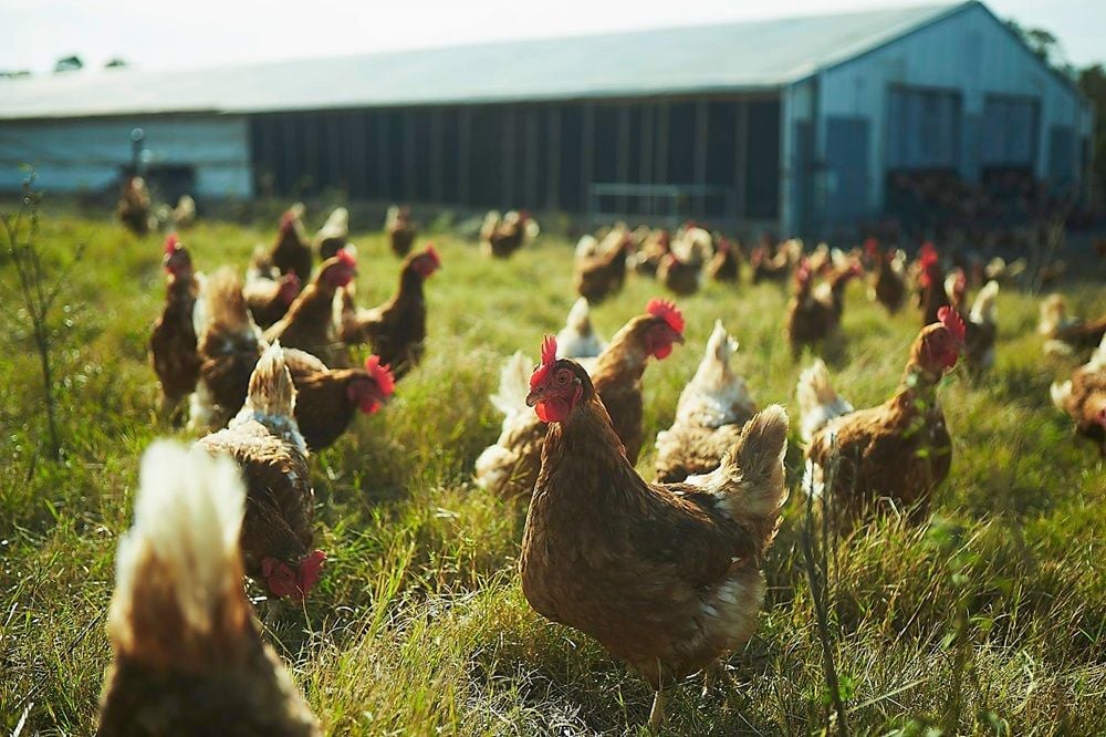 Avian Influenza spreads to Farm Pride Foods’ free-range egg farm in regional Victoria