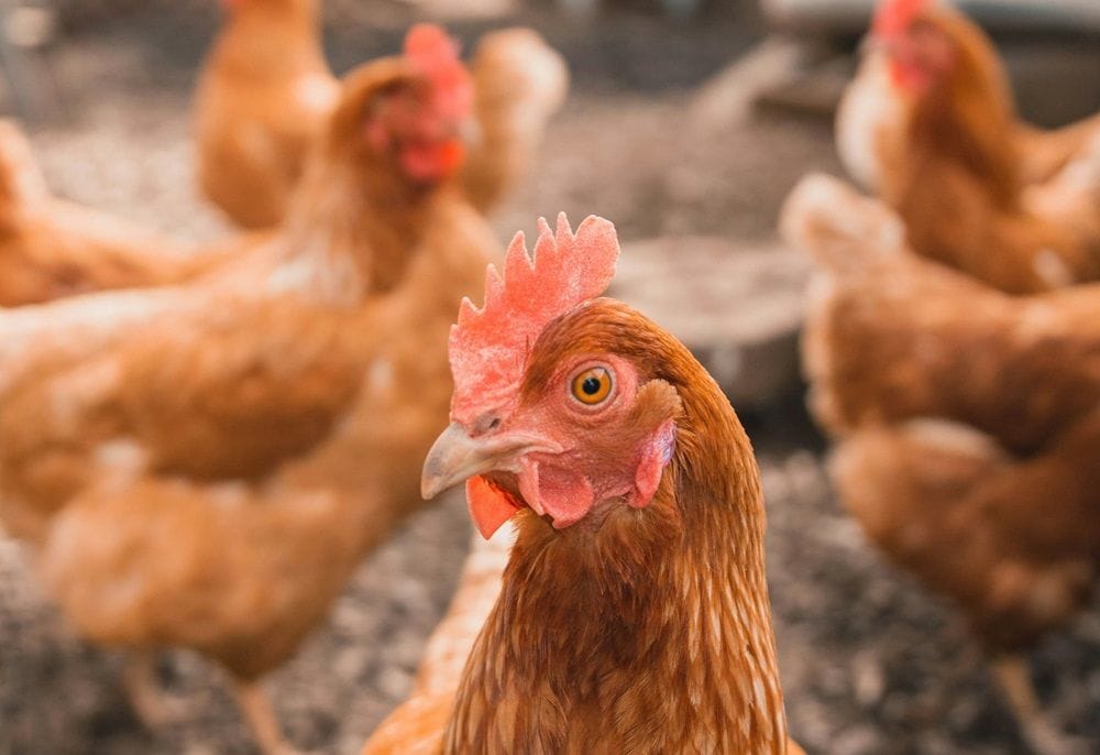 Another Farm Pride Foods egg farm tests positive to Avian Influenza