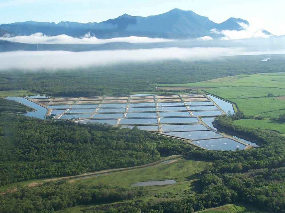 Seafarms sells two farms to Barramundi group MainStream for $13.5m to fund prawn mega-project