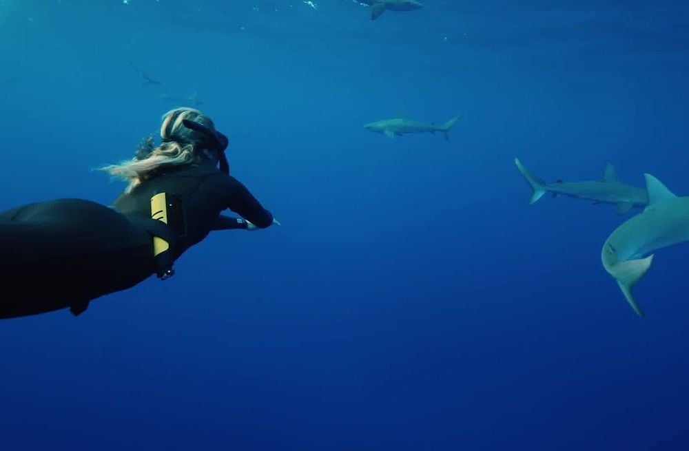 Ocean Guardian administrator in talks with "several parties" to secure its future