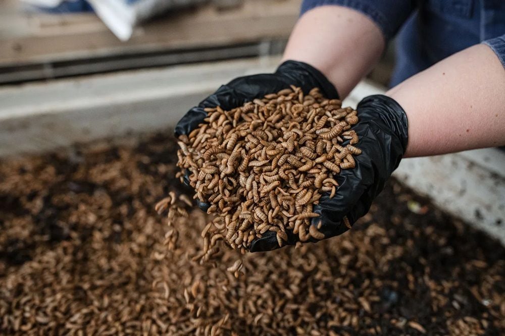 Sustainable scale-up Goterra strikes deal to process Hyatt Regency Sydney’s food waste