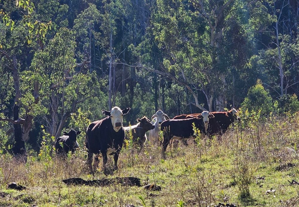 Qantas, BHP and Rio Tinto commit $80m to Silva Carbon Origination Fund