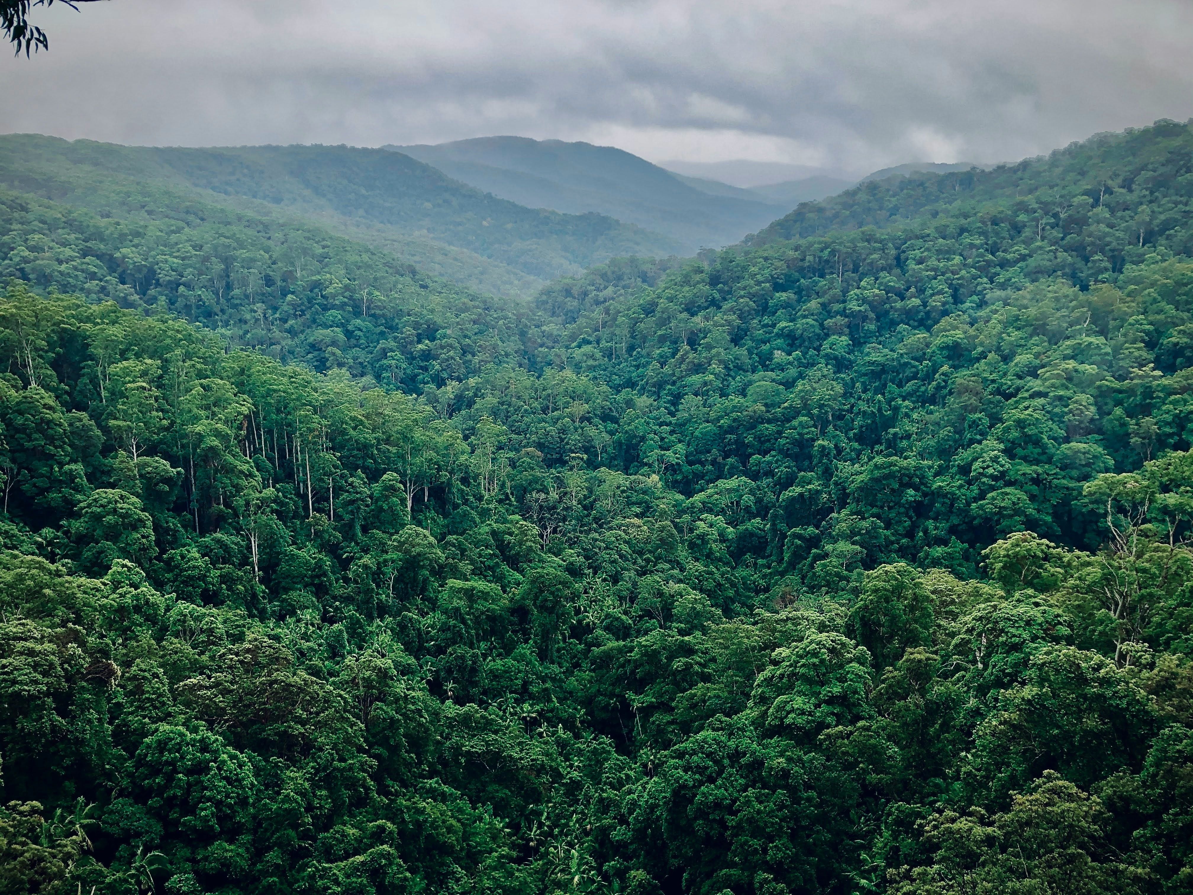 Industry push for carbon credits from Australia’s native forests threatens nature and climate