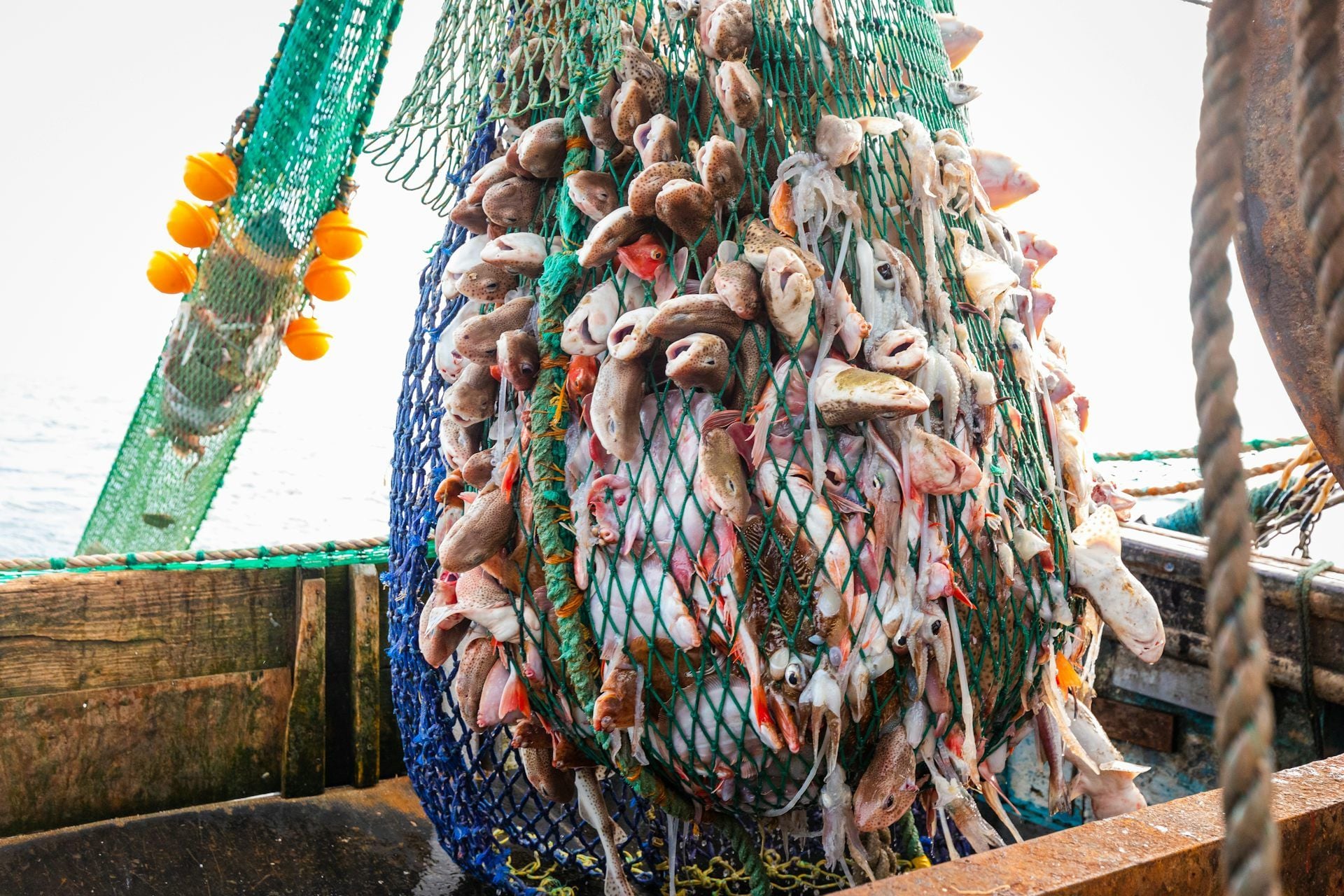 Investigation reveals global fisheries are in far worse shape than previously thought