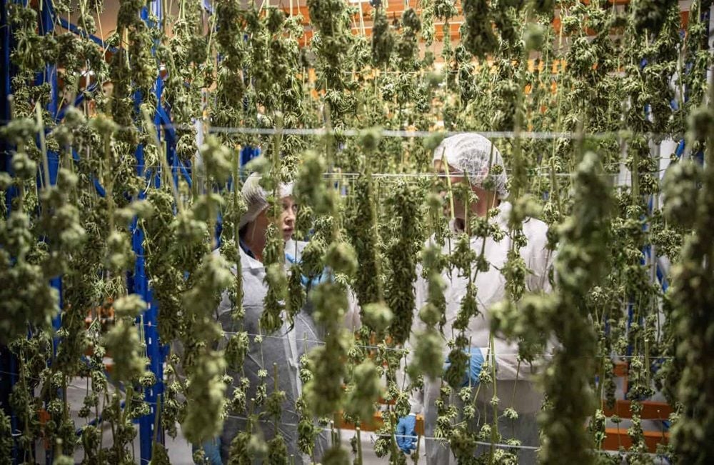 Profits quadruple for medicinal cannabis grower ECS Botanics after record harvest