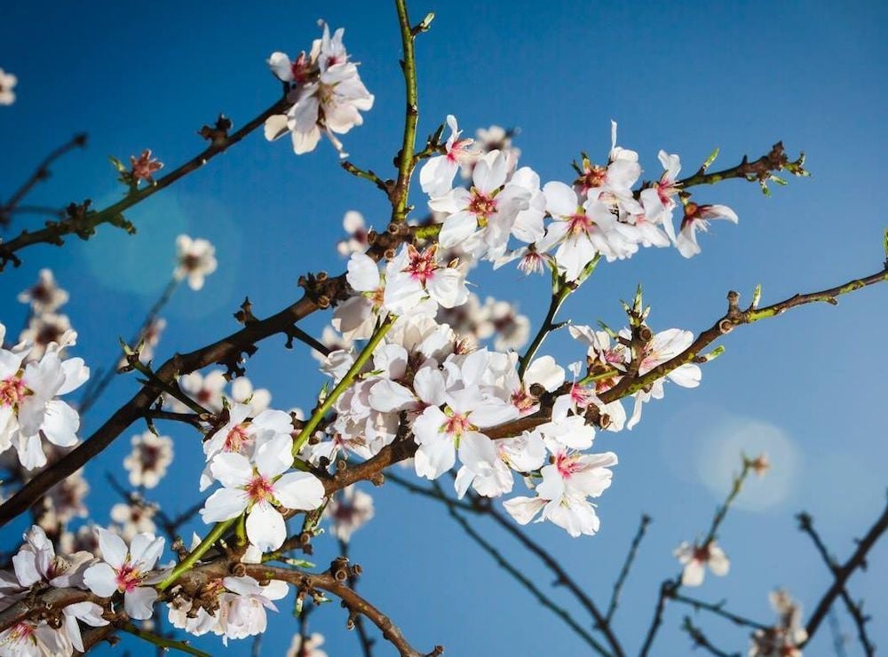 Select Harvests launches $80m raise as improved almond crop boosts prospects