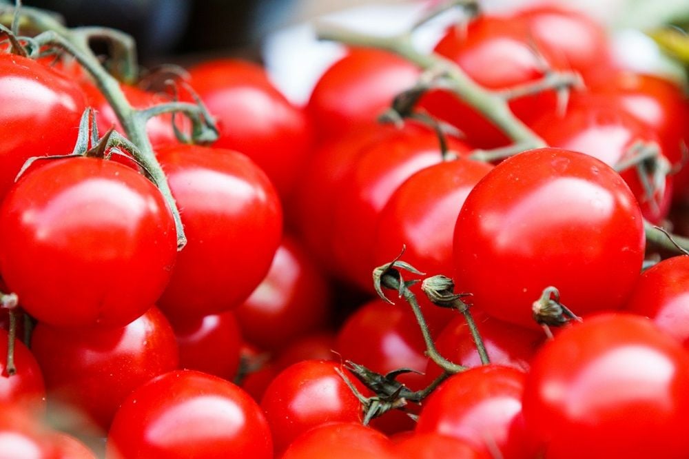 Three South Australian farms locked down as tomato virus impacts 500 jobs in $230m industry