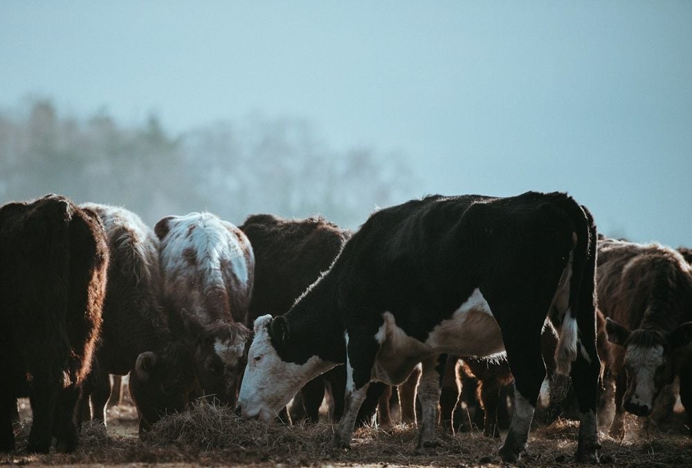 Rumin8 gains approval in Brazil to test methane-reducing tech on world’s largest cattle herd
