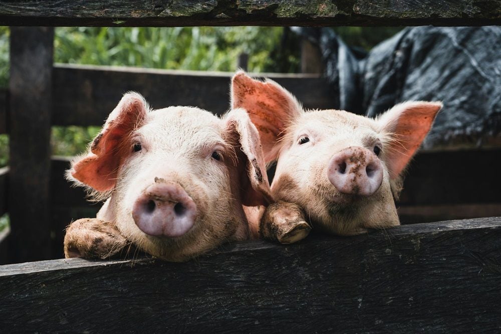 Regional vet group Apiam Animal Health in sights of predators as latest bid rejected