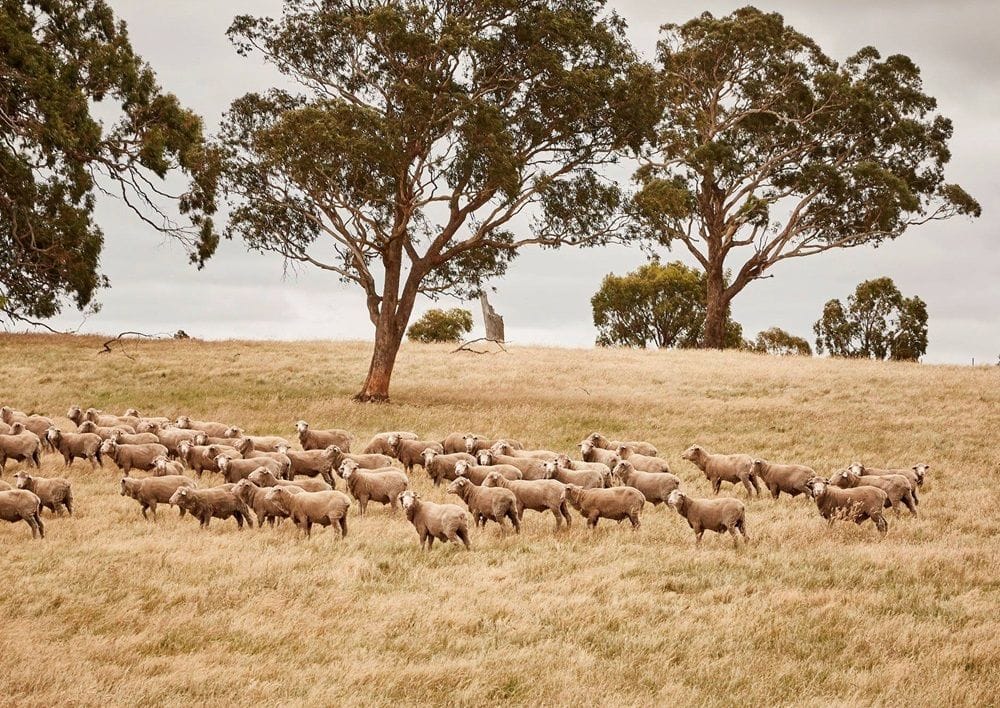 Riding on the sheep’s back Merino & Co makes solid ASX debut