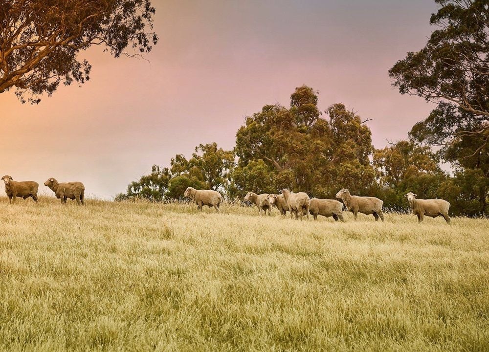 Merino & Co blames investor exuberance for massive spike in share price after ASX listing