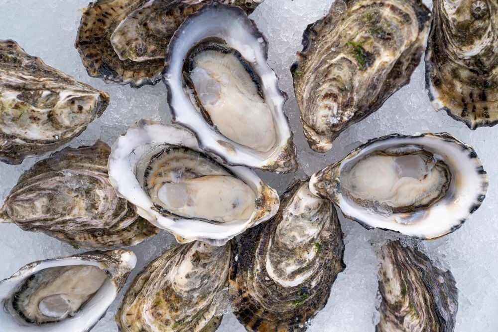 Acquisitive shellfish producer Yumbah Aquaculture seeks $28m merger with Clean Seas Seafood