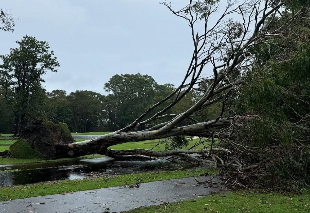Insurance catastrophe declared to speed up claims in the aftermath of Cyclone Alfred