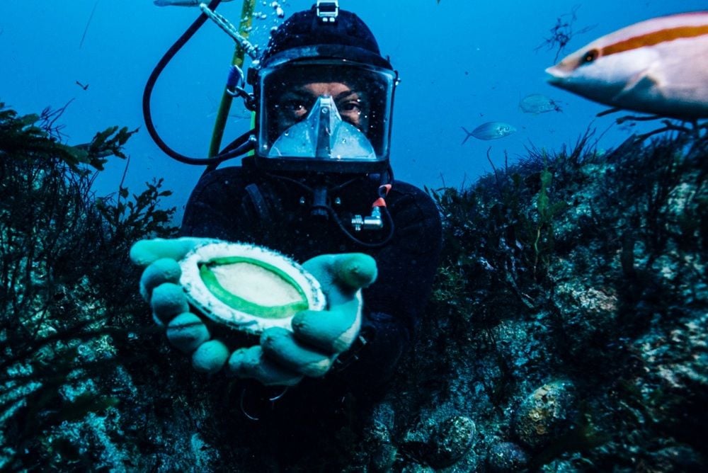 WA abalone rancher Rare Foods Australia plans delisting as global demand slumps