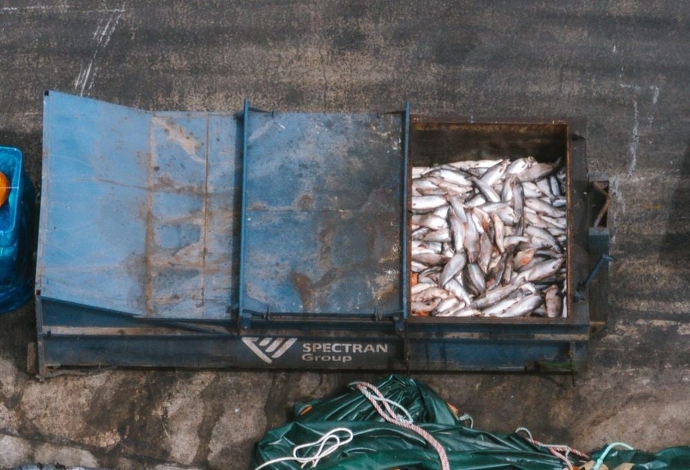 JBS-owned Huon Aquaculture loses RSPCA certification over inhumane salmon handling