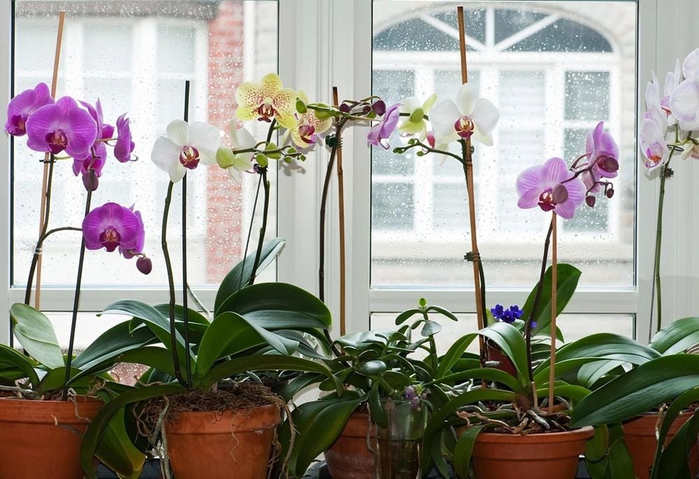 Flower company Lynch Group to exit potted farms including QLD orchid site damaged by ex-TC Alfred