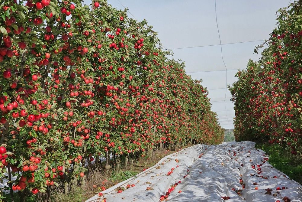 Mainland Australian apple growers gain access to lucrative Chinese market