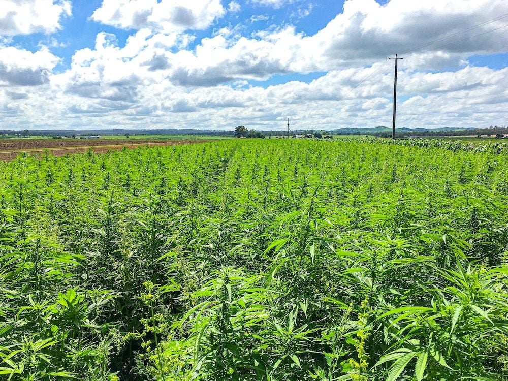 ASX-listed medicinal cannabis company Ecofibre calls in administrators