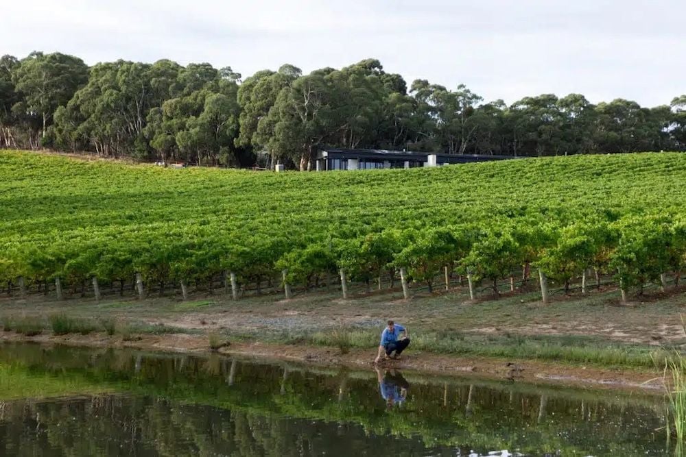 Australian Vintage&rsquo;s declining sales, high inventory put a damper on MadFish takeover