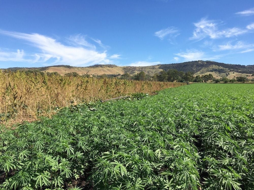 Ecofibre secures $4.1m lifeline, defers financial reporting