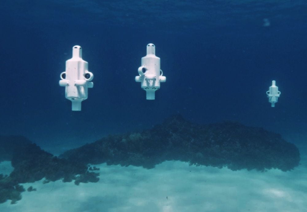 Advanced Navigation's undersea drone uncovers high-latitude coral bleaching off southern WA coast