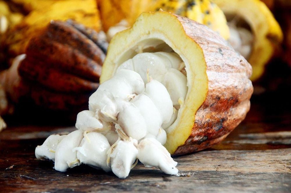 Homegrown origin chocolate pioneer enters liquidation as Daintree Estates crumbles