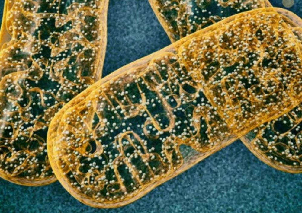 Monash IVF CEO resigns after decade with company amid embryo mix-up controversy