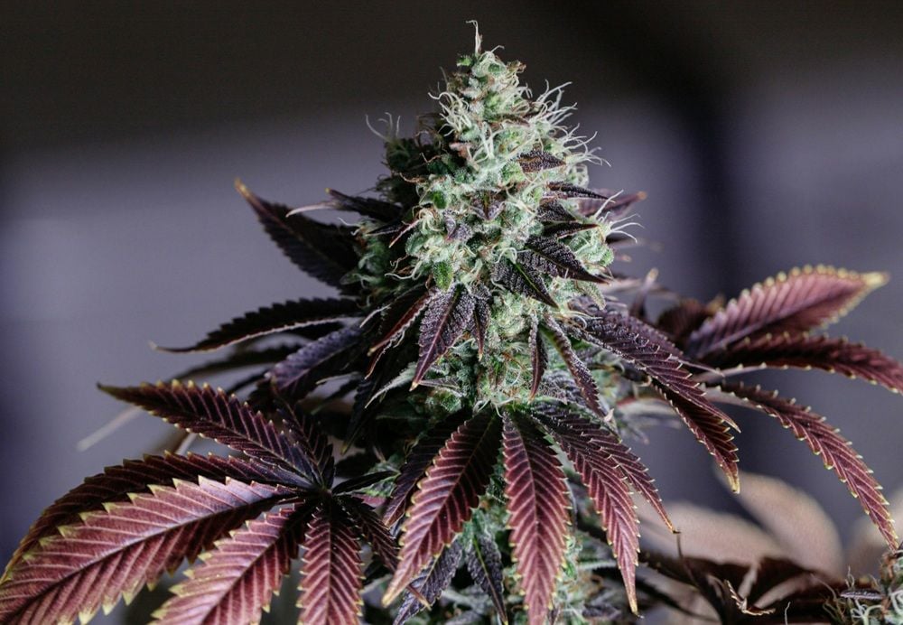 Why the latest clampdown on medicinal cannabis won’t curb unsafe prescribing