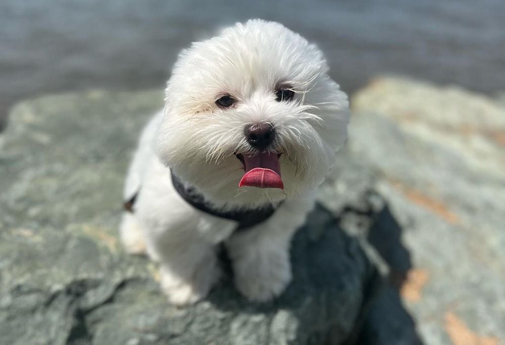 Mad Paws fetches $62m takeover offer from Seattle-based online pet services marketplace Rover