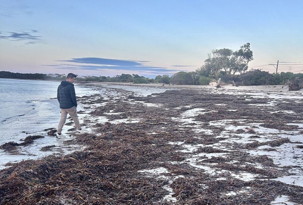 SA’s algal bloom may shrink over winter, but a model suggests it will spread to new areas in summer
