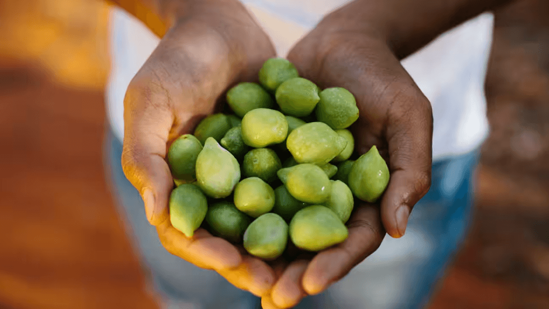 CDU project to explore how provenance marketing could lift NT food industry