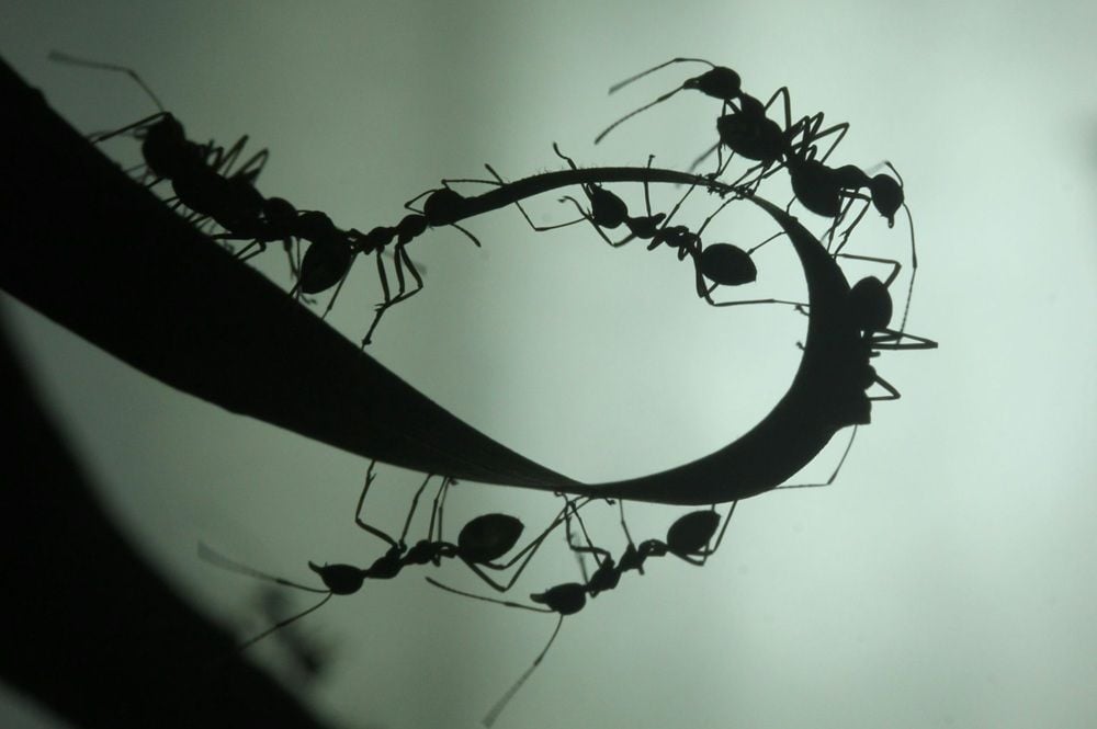 As human teams get bigger, they get less efficient. But these ants have found a solution