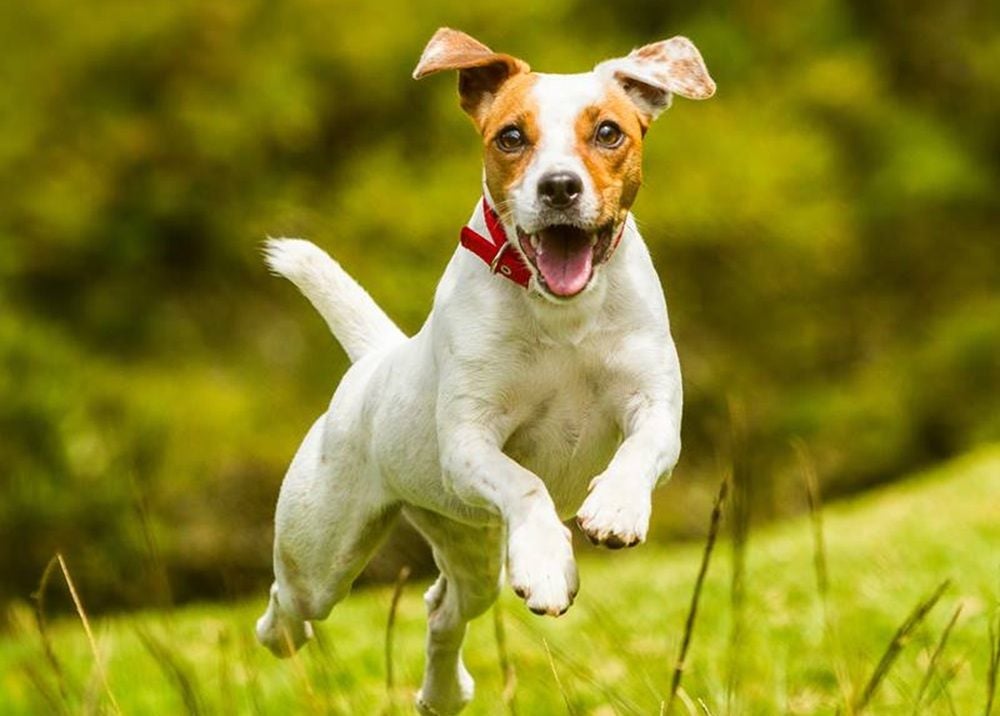 Apiam Animal Health shares gallop ahead as Adamantem Capital eyes $162m buyout