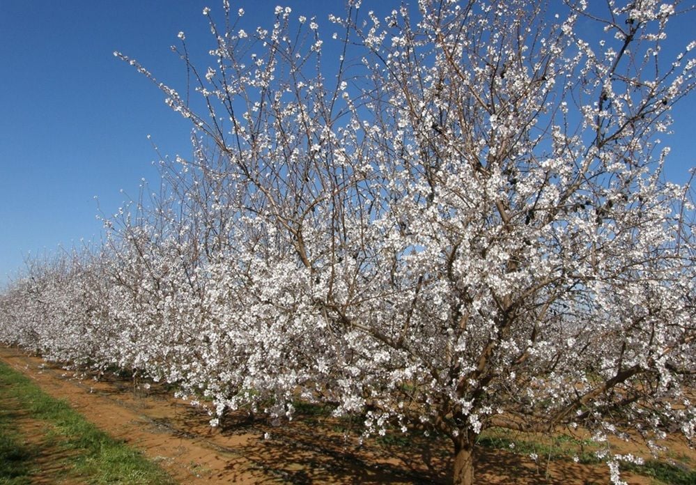 Almond producer Select Harvests on alert as varroa mite found in SA for the first time