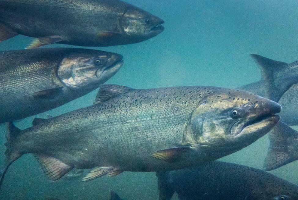 Nufarm losses deepen to $165m as fish oil price drop squeezes canola-based alternative for fish feed