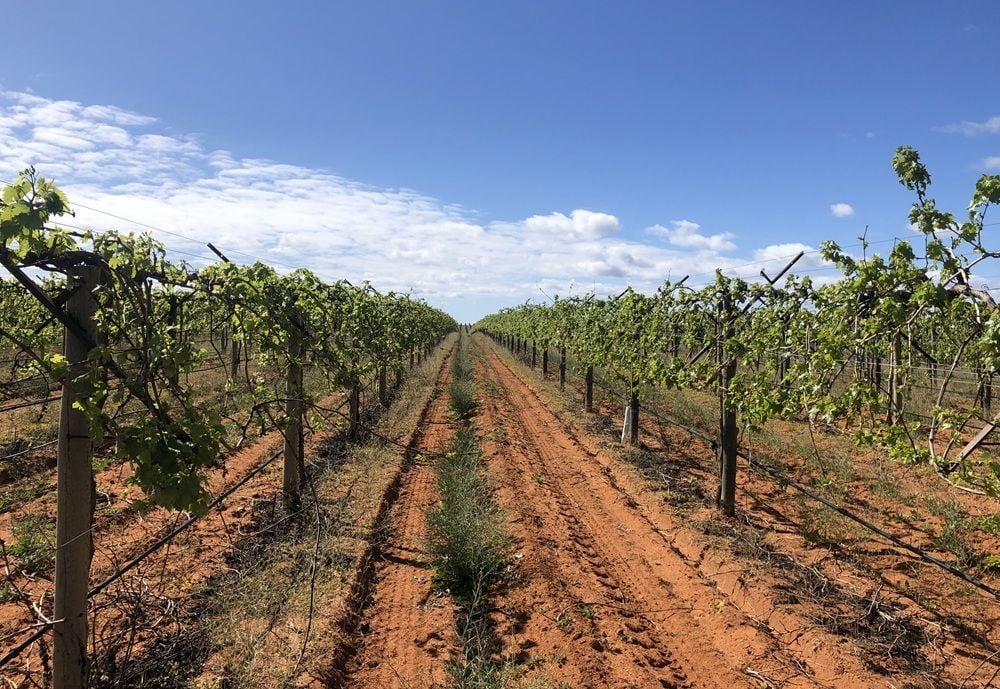 Centuria agricultural portfolio hits $1.3b with acquisition of Arrow Primary Infrastructure Fund