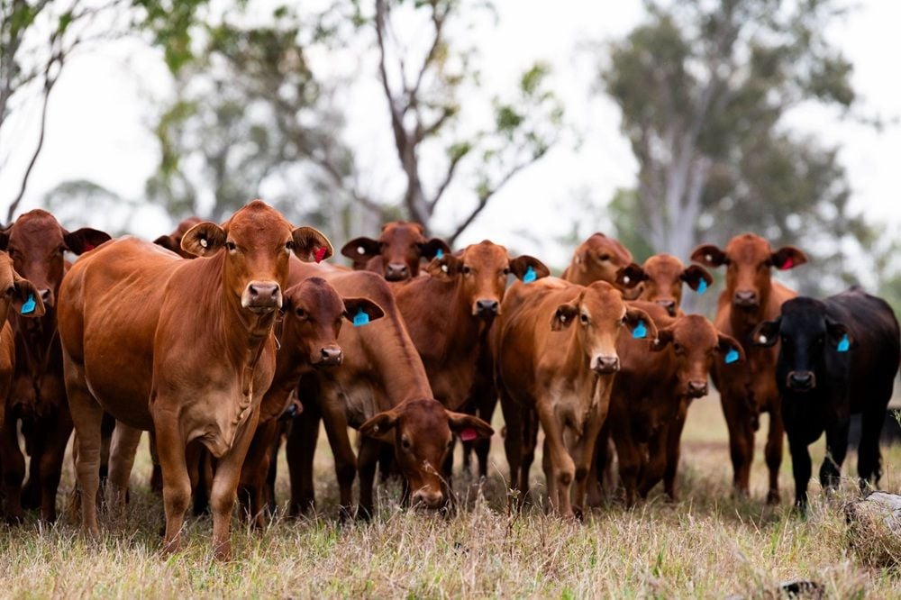 Rumin8 acquires Loam Bio cattle methane abatement spin-out ROAM Agricultural