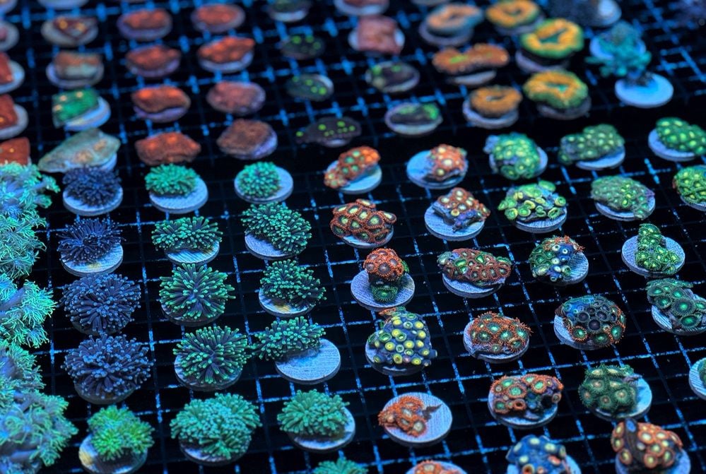 Bundaberg coral farm Monsoon Aquatics enlists TechConnect to aid reef conservation with AI