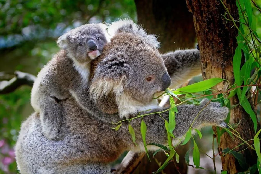 Australia&rsquo;s big banks 'blind to emissions from deforestation linked to their finance', report claims