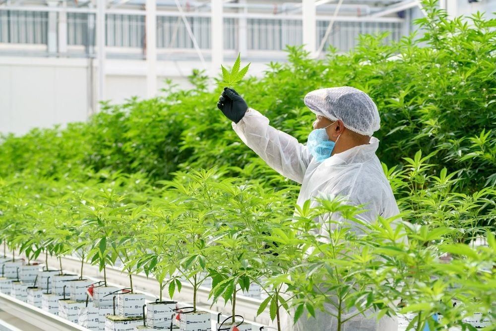 Cann Group completes debt restructure as NAB forgives the bulk of $70m loans