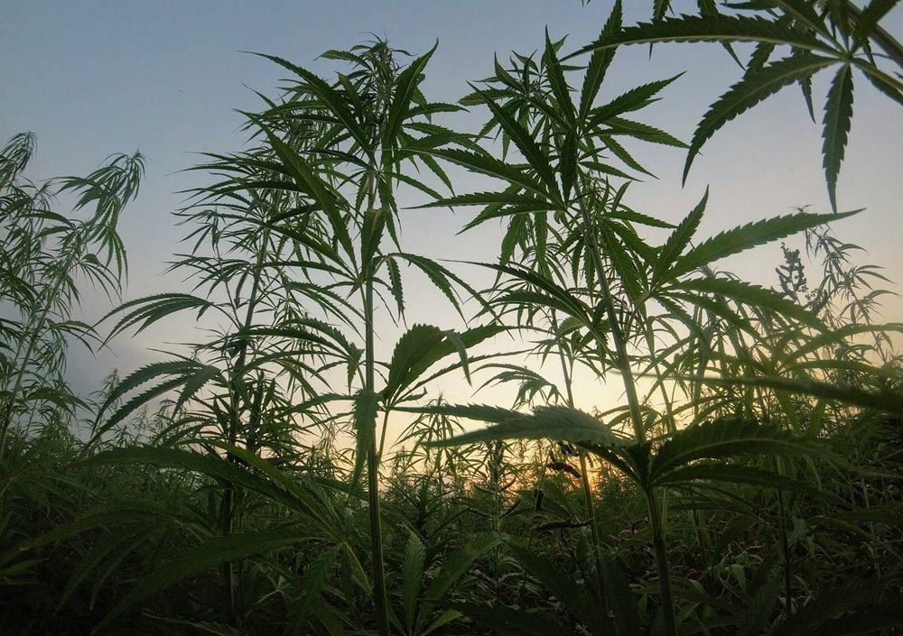 Cannatrek in reverse takeover of Little Green Pharma to tackle European medicinal cannabis market